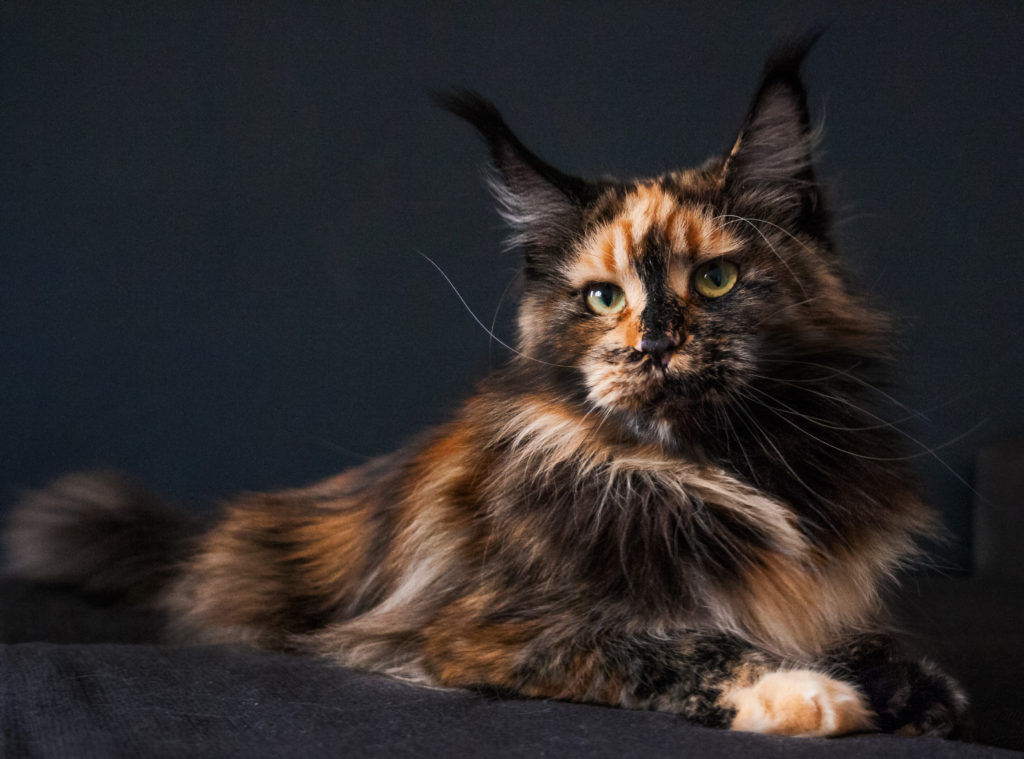 tortie maine coon girl