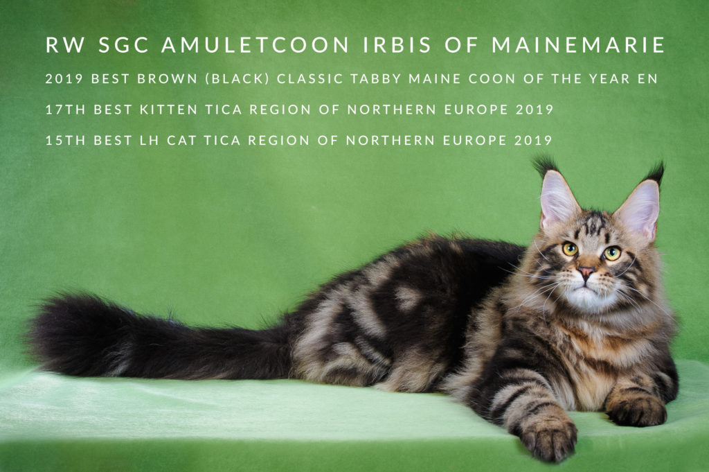 AMULETCOON IRBIS OF MAINEMARIE