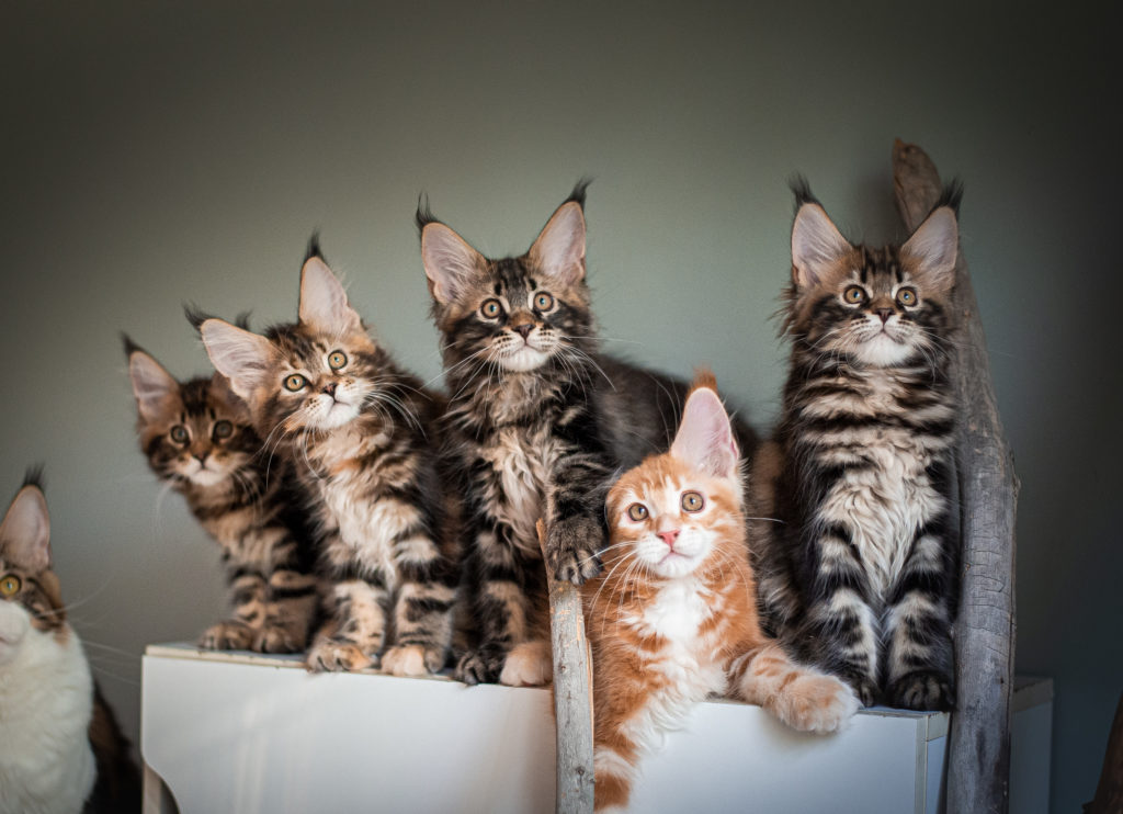 maine coon kittens