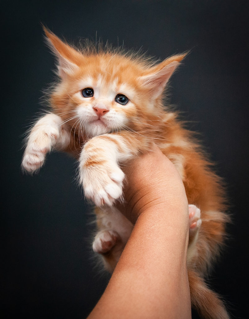 red tabby maine coon kitten