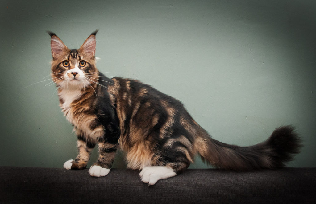 brown tabby maine coon kitten