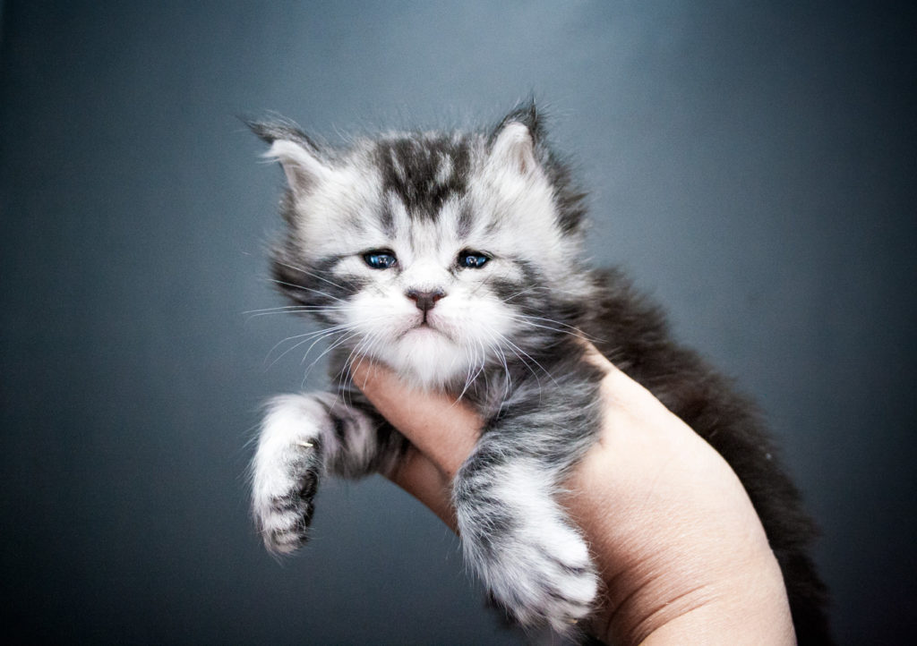 maine coon kitten