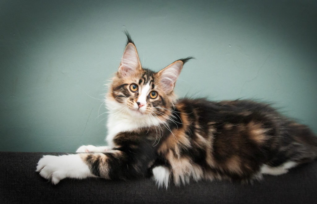 brown tabby maine coon kitten