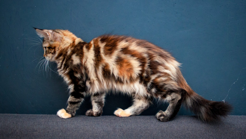 brown tabby maine coon kitten