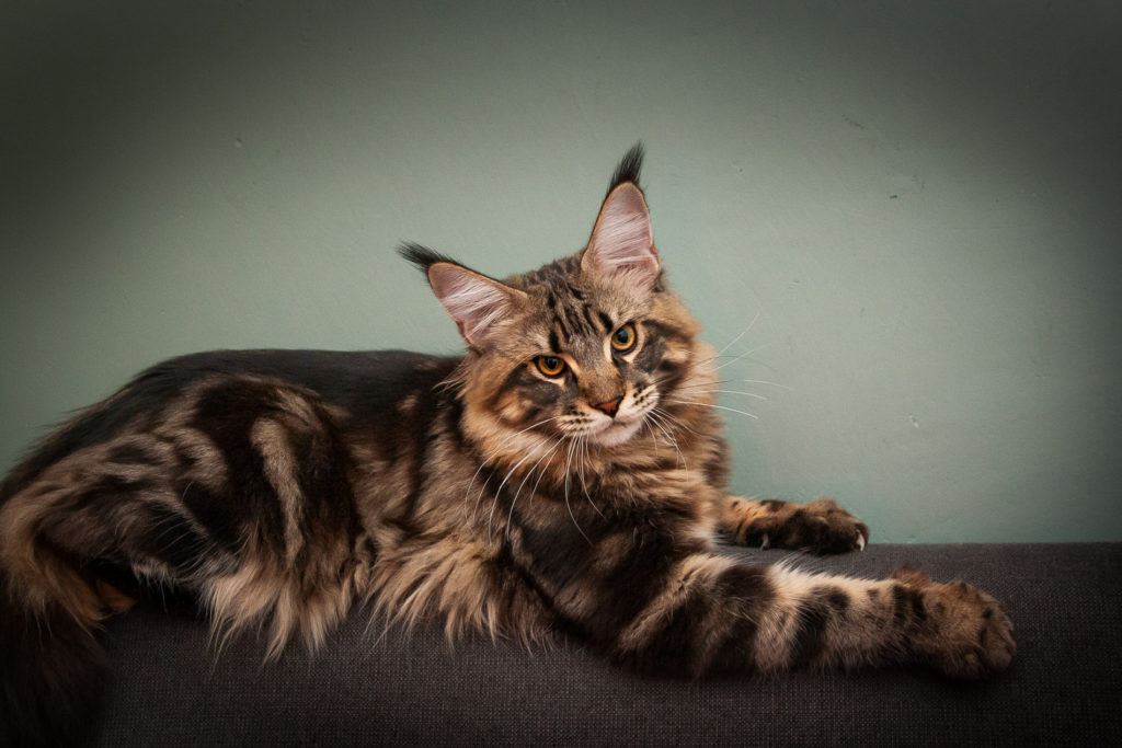 brown tabby maine coon kitten