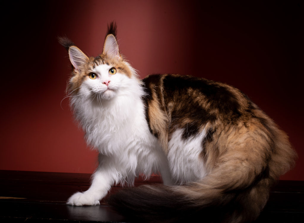 maine coon kitten