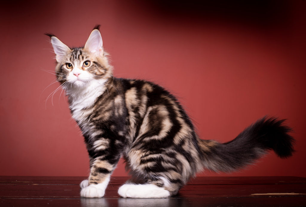 brown tabby maine coon kitten