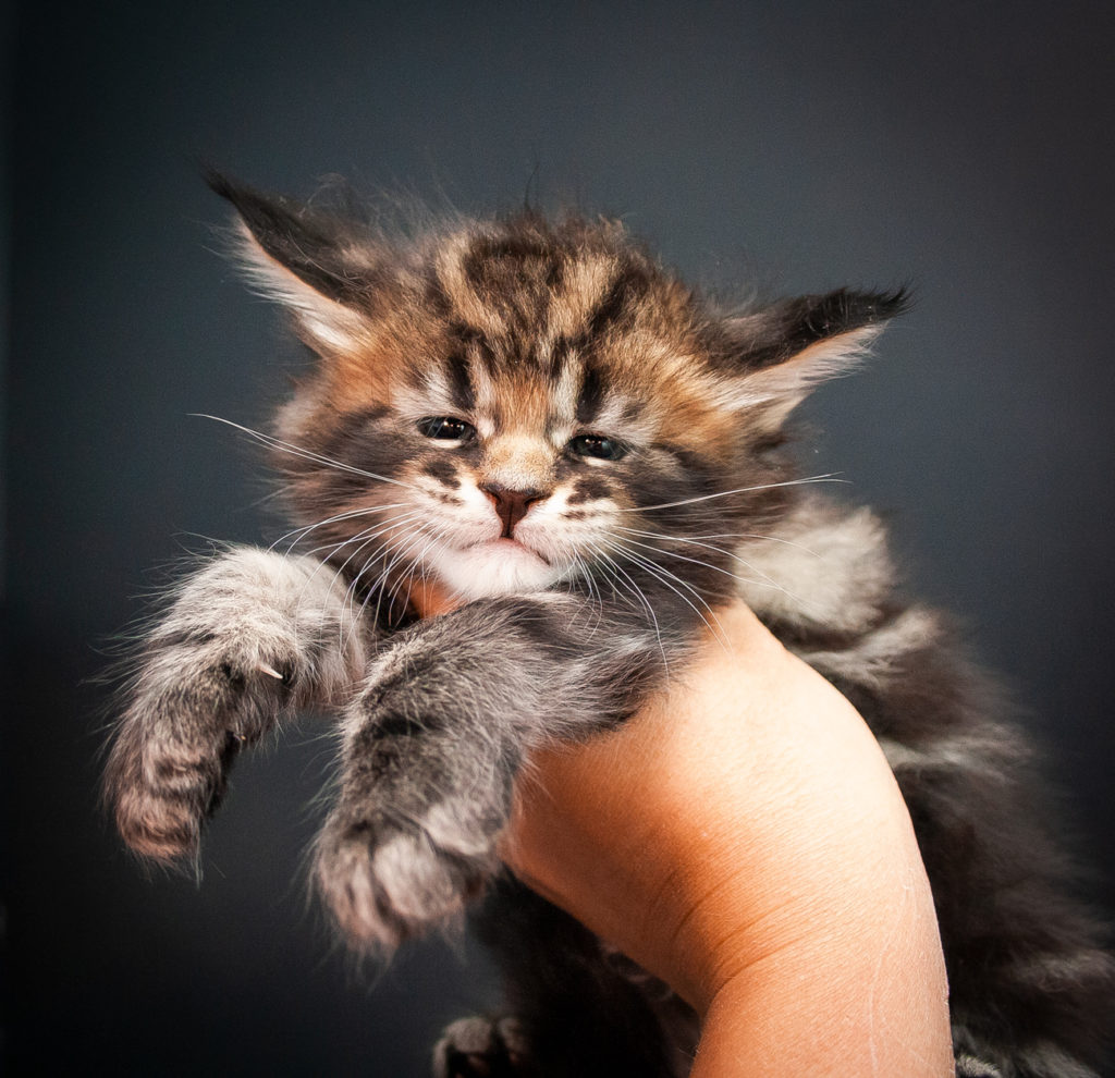 brown tabby maine coon kitten