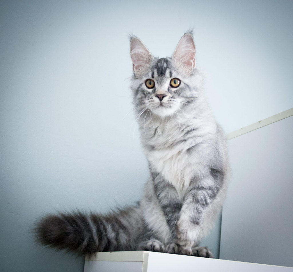 maine coon kitten