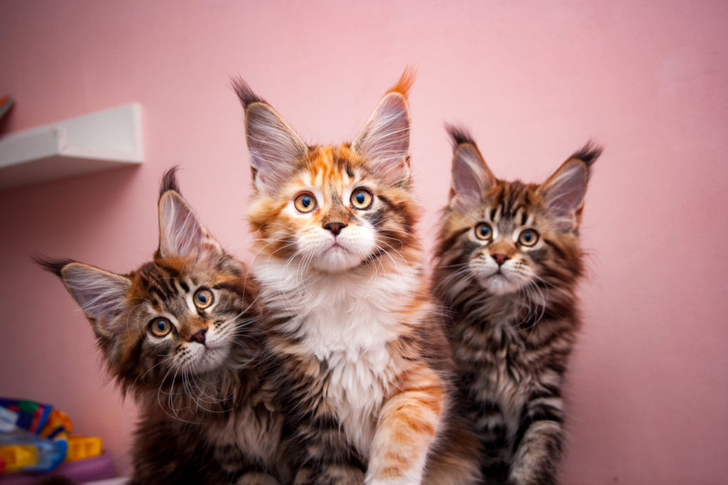 brown tabby maine coon kitten