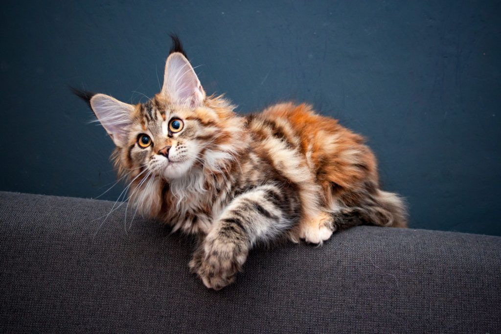brown tabby maine coon kitten