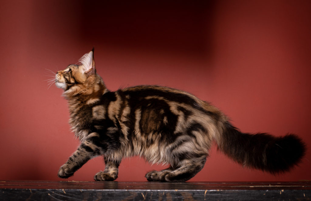 maine coon kitten