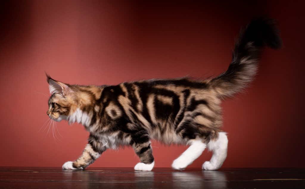 brown tabby maine coon kitten