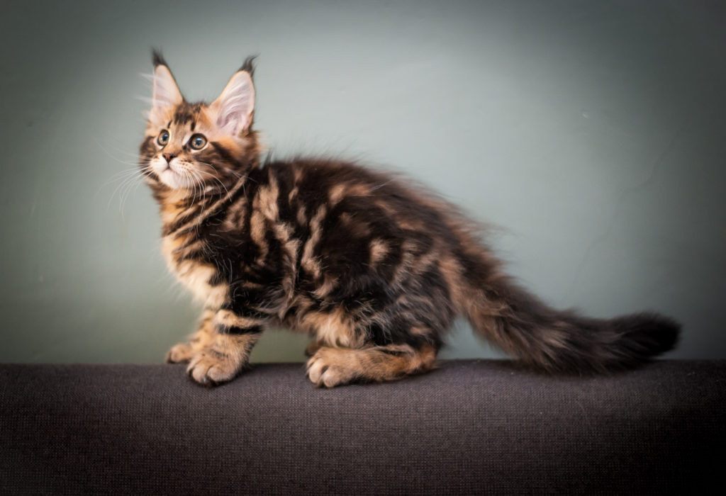 brown tabby maine coon kitten