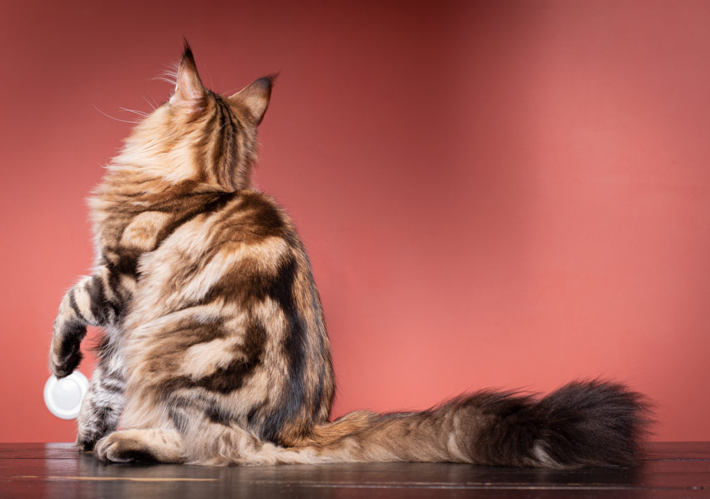 brown tabby maine coon kitten