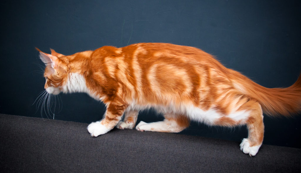 red tabby maine coon kitten