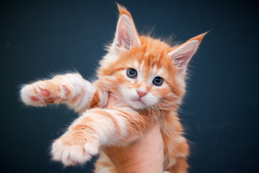 red tabby maine coon kitten