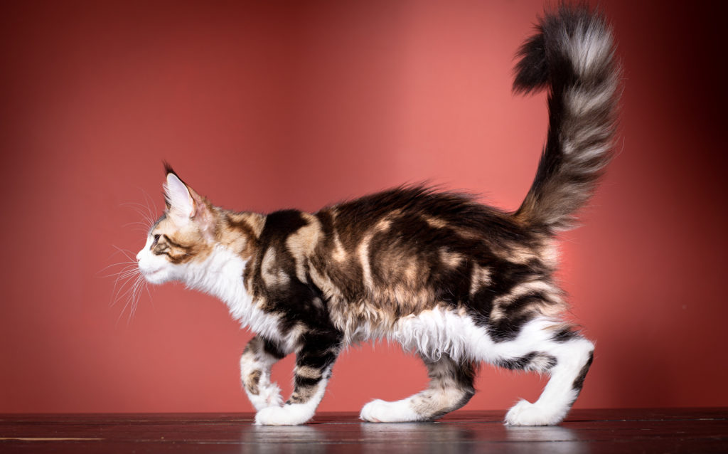 maine coon kitten