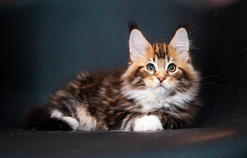 brown tabby maine coon kitten