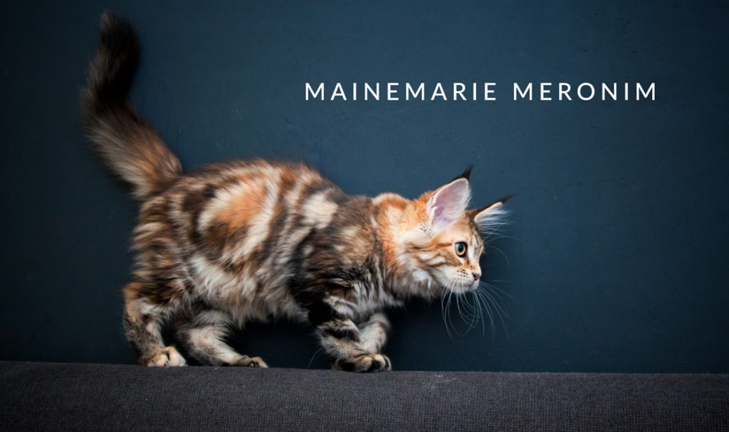 brown tabby maine coon kitten