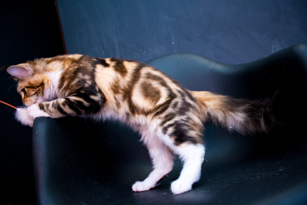 brown tabby maine coon kitten