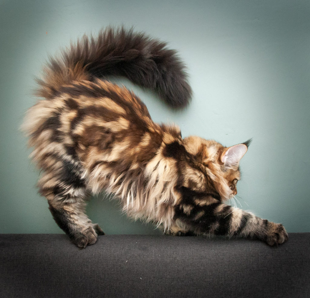 brown tabby maine coon kitten
