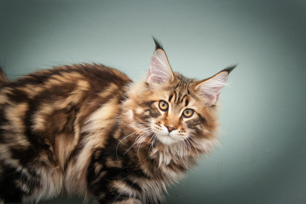 brown tabby maine coon kitten