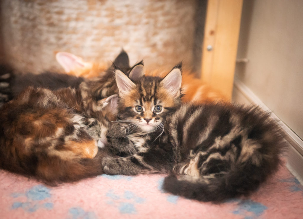 brown tabby maine coon kitten