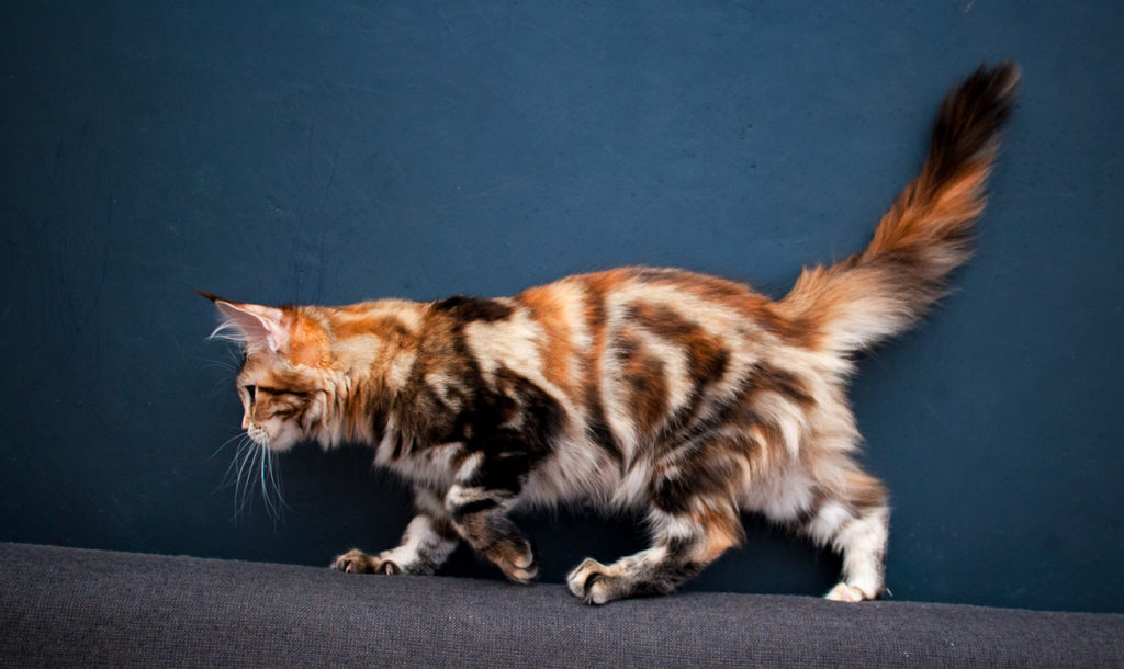 brown tabby maine coon kitten