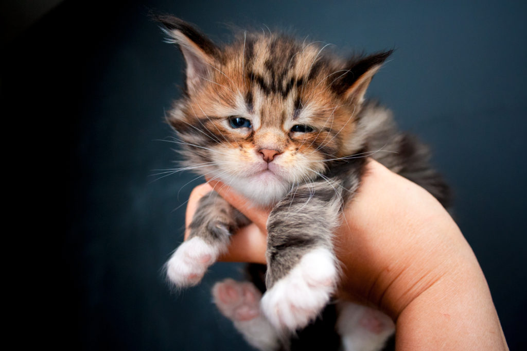 brown tabby maine coon kitten